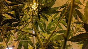 Player's Network Cannabis Media Grant