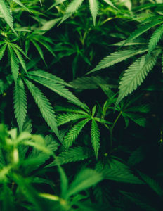 Player's Network Cannabis Media Grant